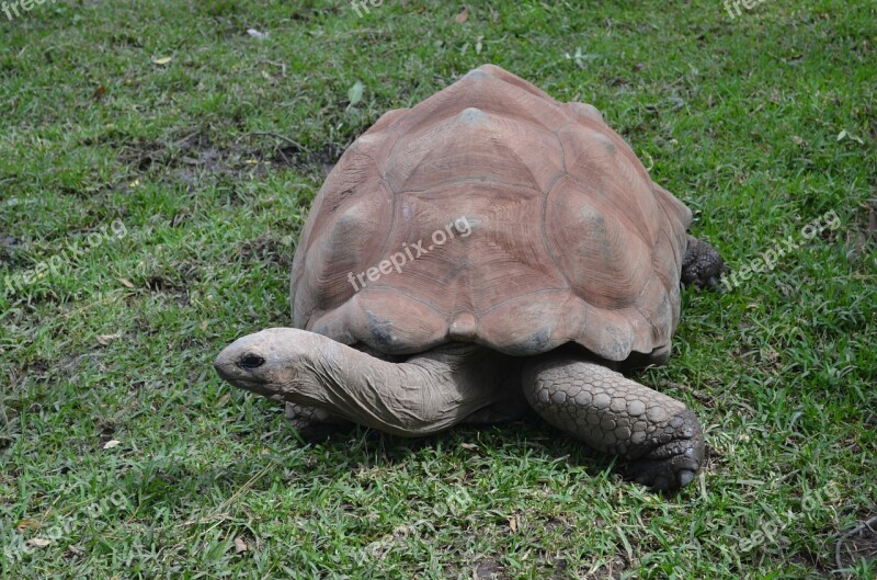 Galapagos Tortoise Tortoise Giant Tortoise Reptile Animal