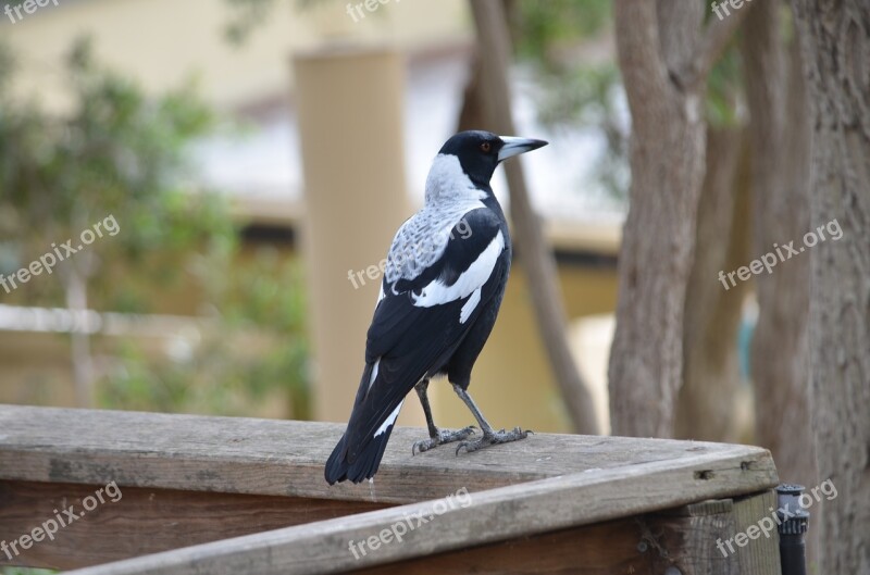 Magpie Bird Black And White Nature Animal