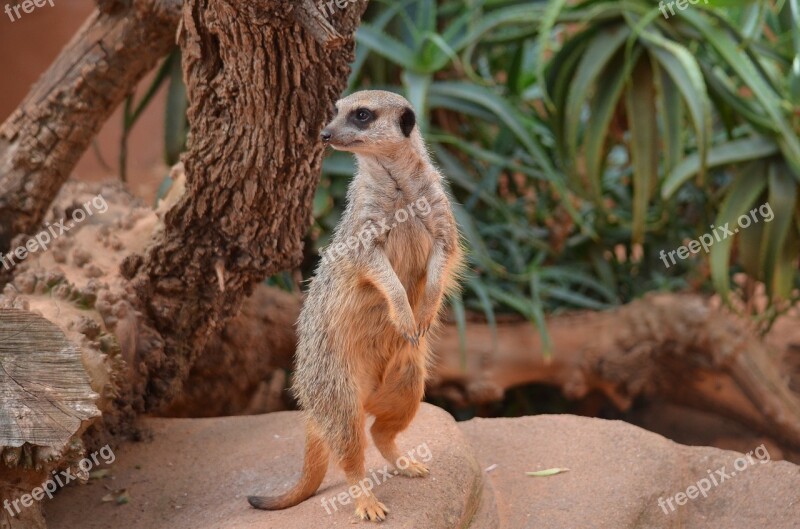 Meerkat Mammal Animal Wildlife Nature