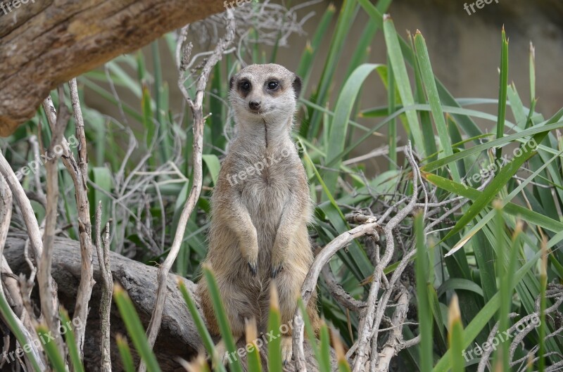 Meerkat Mammal Animal Wildlife Nature