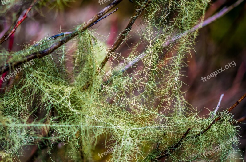 Moss Tree Green Branch Forest