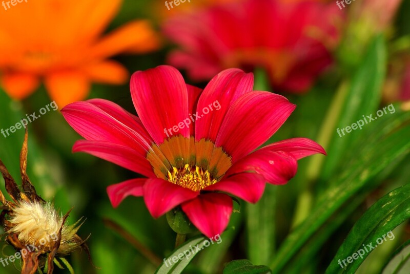 Flower Red Green Amasya Turkey