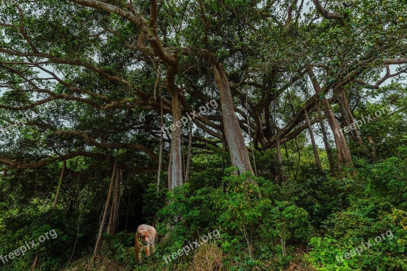 Jungle Green Forest Trees Old Trees