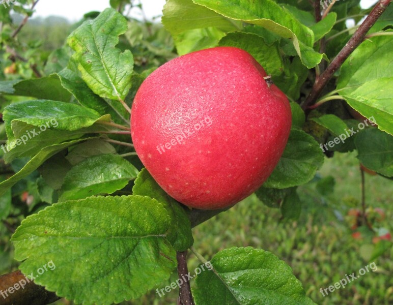 Apple Fruit Red Apple Apple Tree Free Photos