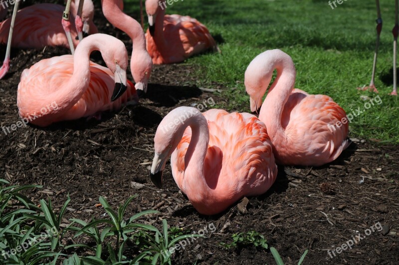 Earth Day Flamingos Nature Bird Pink