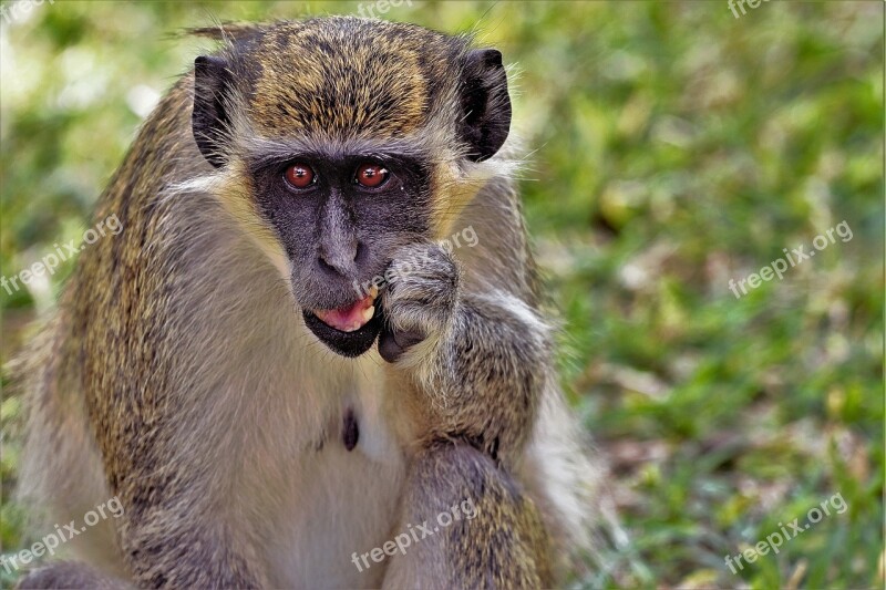 Animals Monkey Africa Monkey Portrait Primate