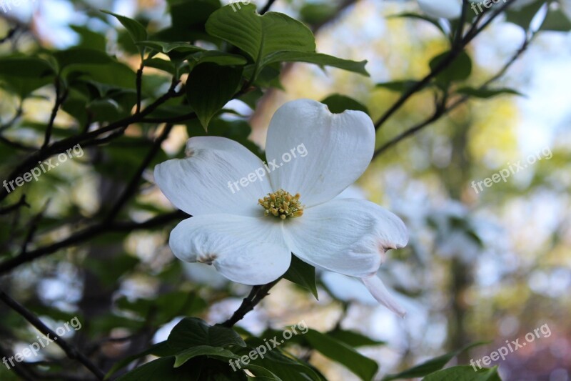 Dogwood Spring Bloom Flower Season