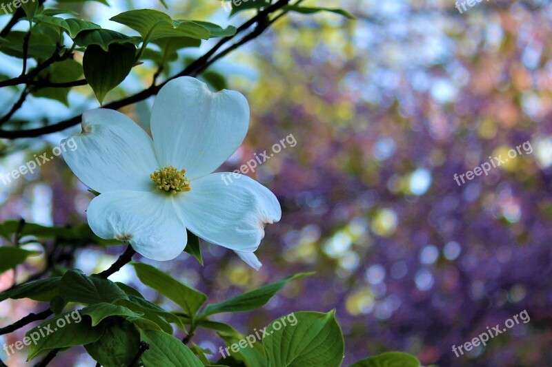 Dogwood Spring Bloom Flower Season