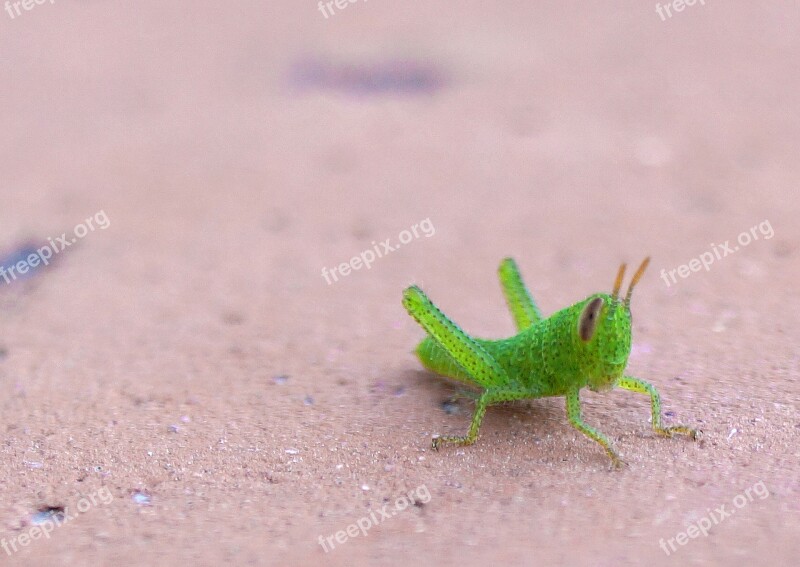 Grasshopper Nature Macro Insects Insect