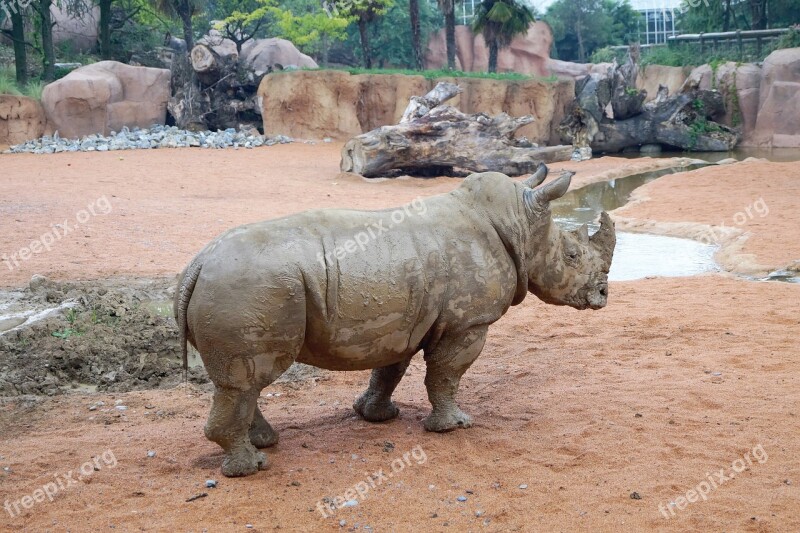 Rhino Zoo Animals Animal World Zoological Gardens