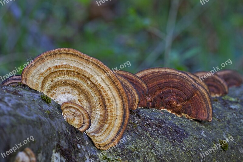 Mushroom Tree Fungi Forest Free Photos