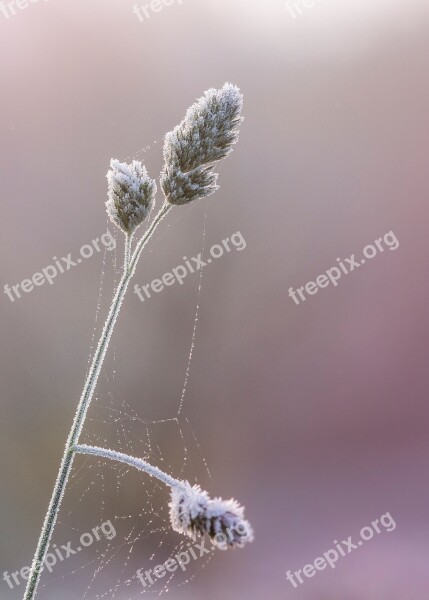 Blade Of Grass Ear Grass Plant Close Up