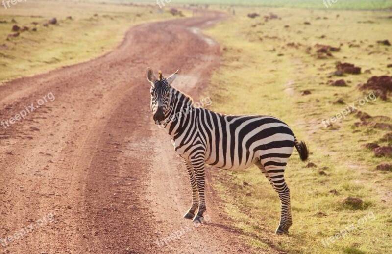 Zebra Kenya Amboseli Free Photos