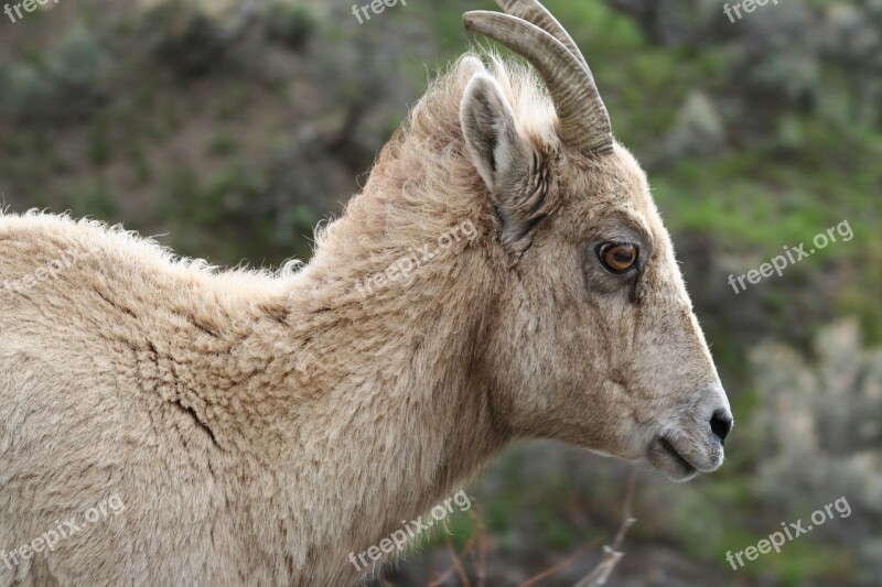 Animal Big Horned Sheep Wildlife Wild Mammal