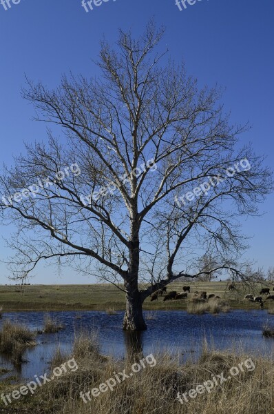 Tree Nature Blue Water Sky Beauty