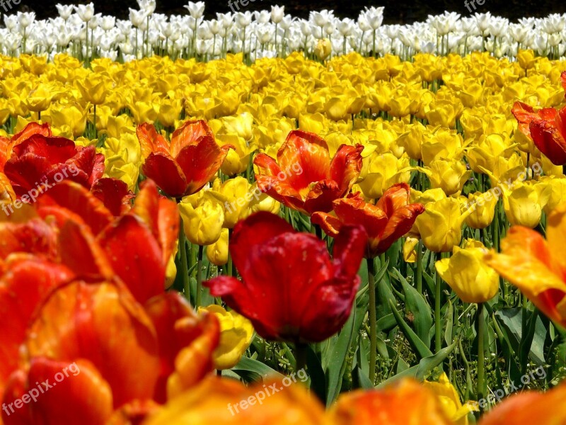 Spring Tulips Tulip Field Flowers Yellow