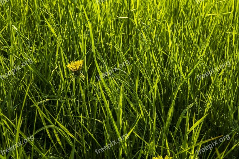 Dandelion Grass Meadow Nature Green