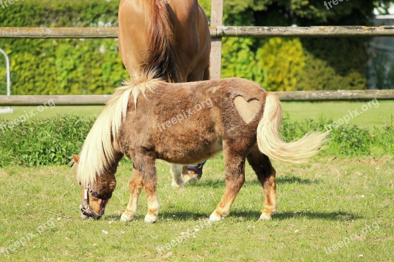 Horse Pony Heart Cute Animal