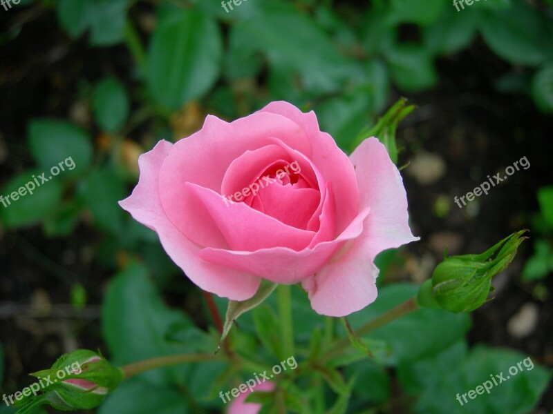 Rose Flower Summer Bloom The Nature Of The