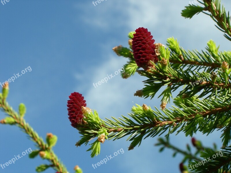 Pinecones Spruce Our Free Photos