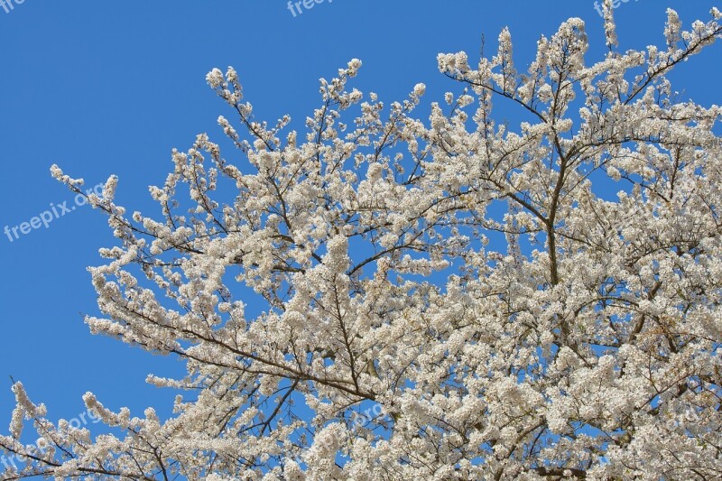 Cherry Blossoms Japan Spring Yoshino Cherry Tree Wood