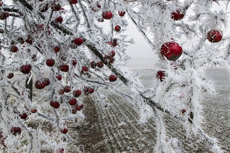 Apple Frozen On A Tree Free Photos