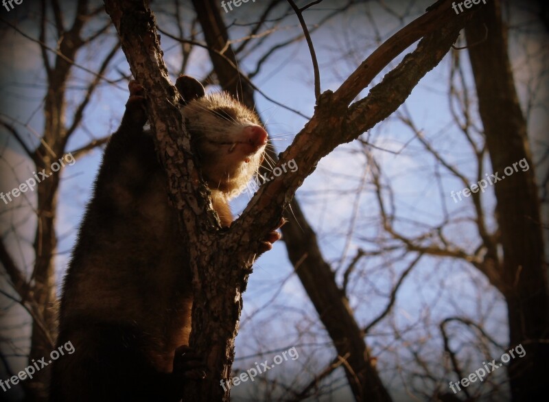 Opossum Animal Wild Nature Wildlife