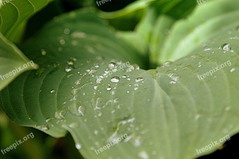 Dew Leaf Spring Green Nature