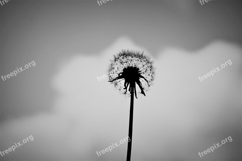 Dandelion Alone Black And White Flower Nature