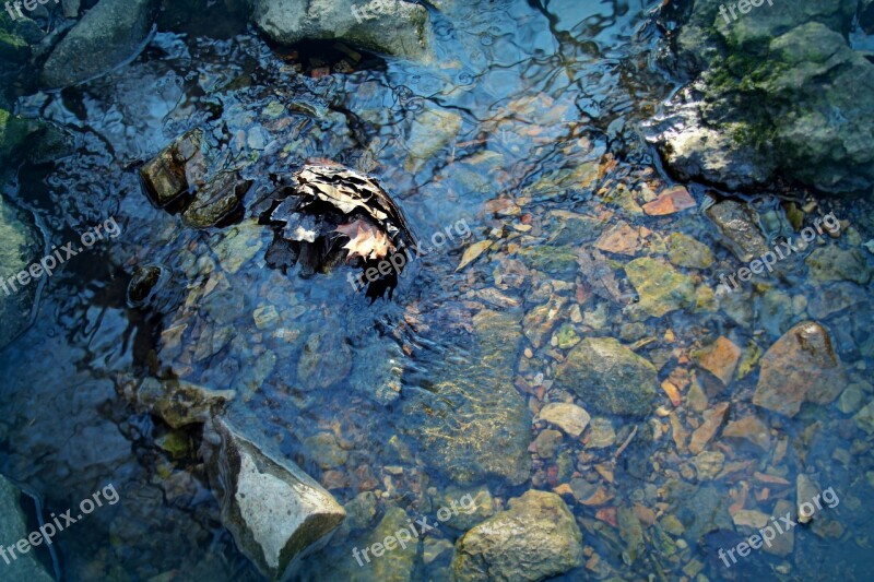 Water Stream Creek Nature Flow