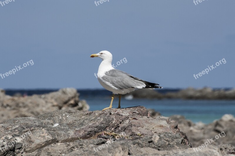 Seagull Stintino Sea Rocks Birds