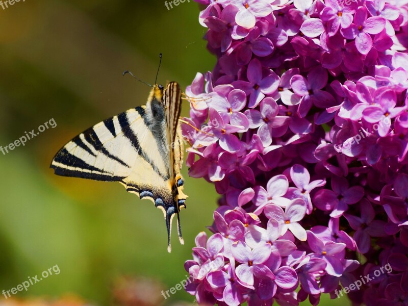 Butterflies Flamed Forage Nature Steering Wheel