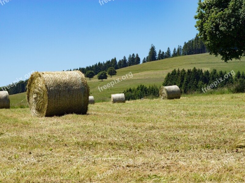 Fields Fever Spring Field Agriculture