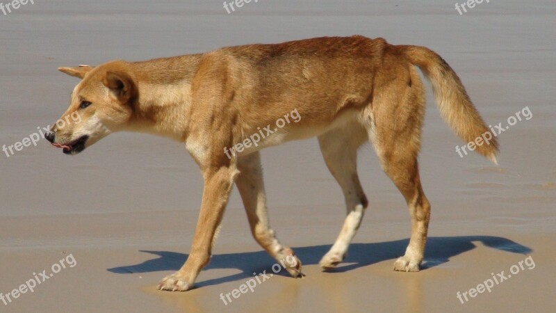 Dingo Australia Fraser Island Free Photos