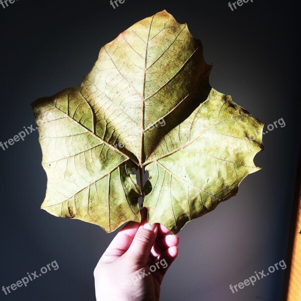 Leaf Maple Leaf Fall Autumn Nature Maple