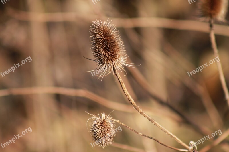 Thistle Withers Dry Flower Plant