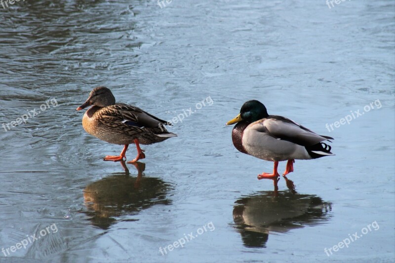 Duck Pair Of Ducks Pond Water Bird Bird