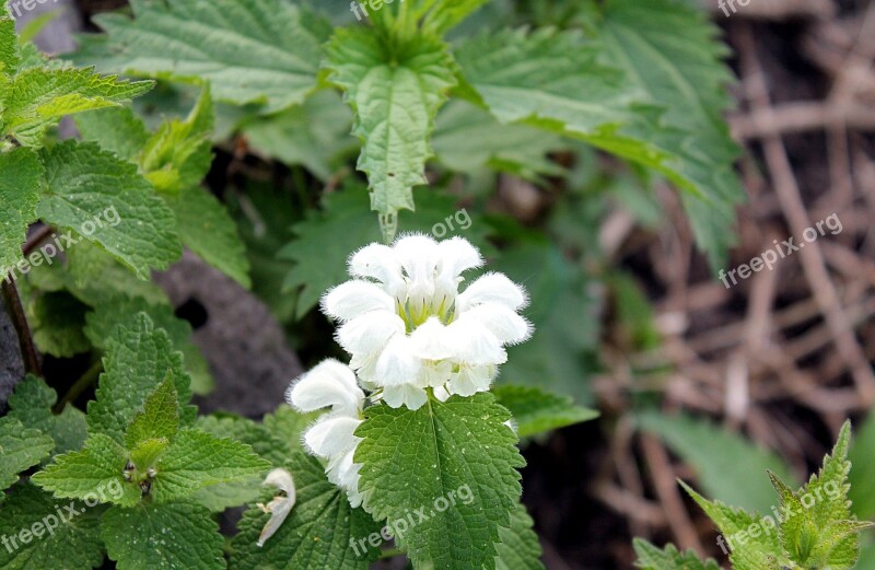 Nettle Spring Flowering Nettle Flowers Nettle Free Photos