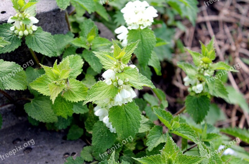 Nettle Spring Flowering Nettle Flowers Nettle Free Photos