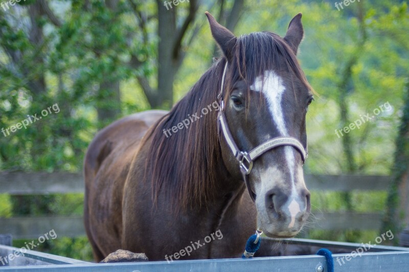 Portrait Horse Summer Spring Animal