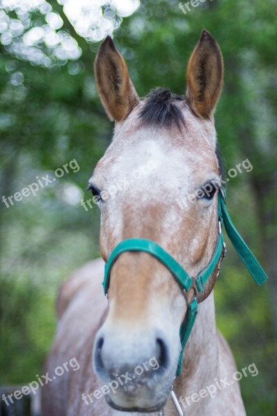 Portrait Horse Summer Spring Animal