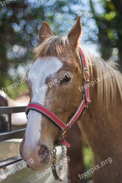 Portrait Horse Summer Spring Animal