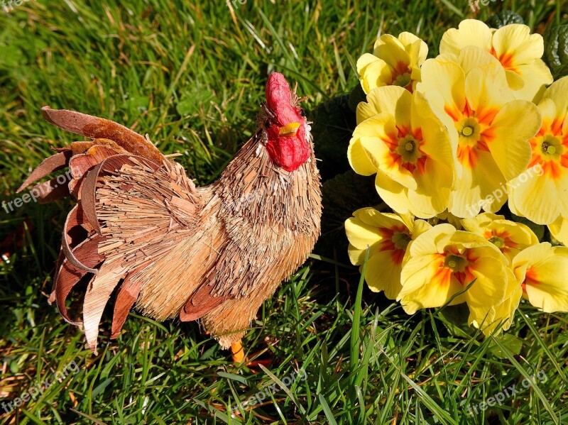 Hen Primrose Rush Yellow Flower