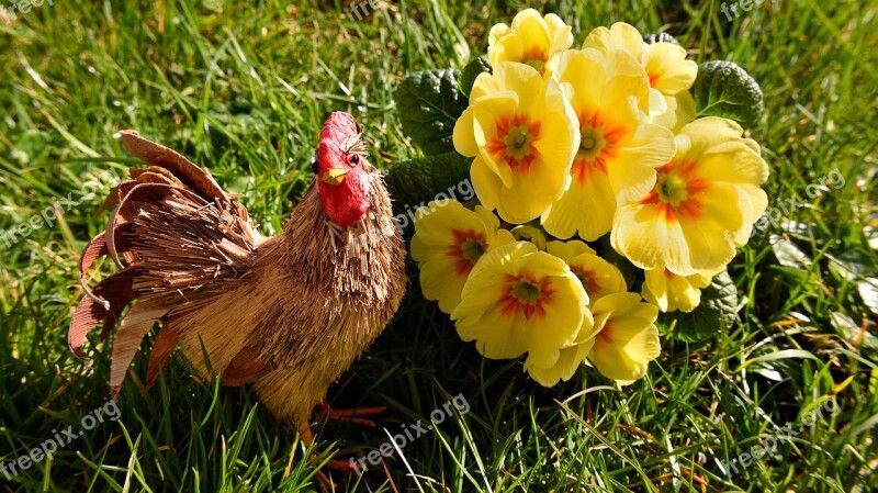 Hen Primrose Rush Yellow Flower