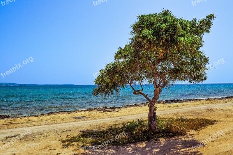 Cyprus Potamos Liopetri Tree Beach Sea