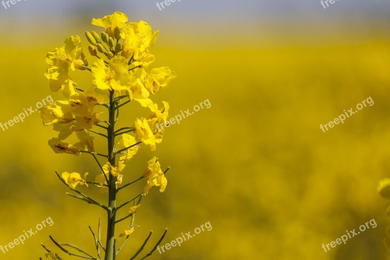 Rapeseed Yellow Flower Fields Spring Nature