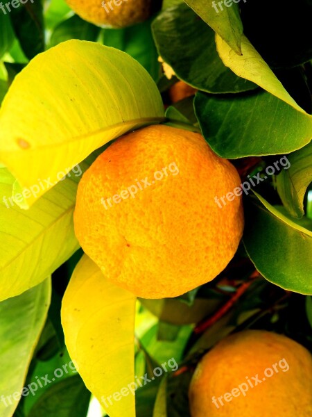 Lemon Orange Mandarin Tree Fruit