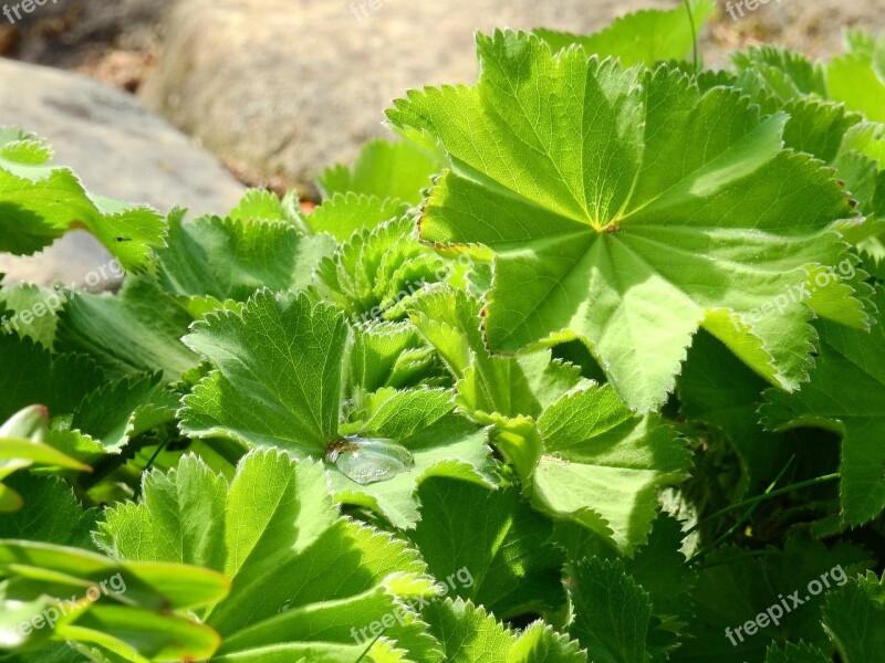 Alchemilla Frauenmantel Leaf Plant Nature