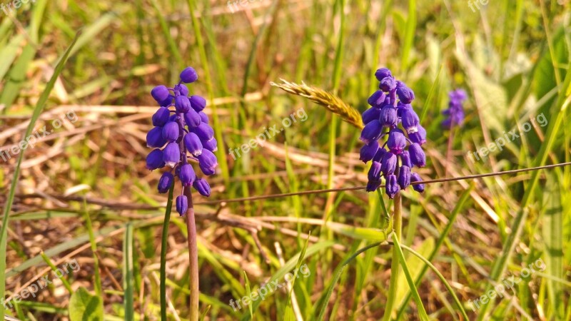 Flower Berry Purple Blue Grass