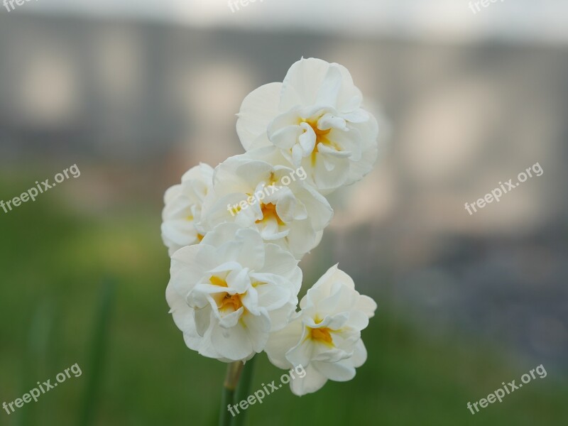 Double Flower Daffodil Narcissus Yellow White